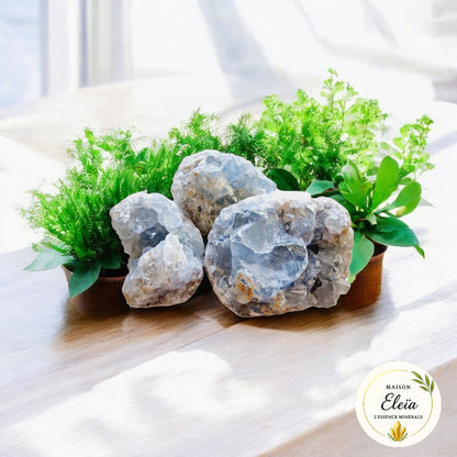 Lot 3 druses de Célestine Madagascar 565g "Pierre des Anges"